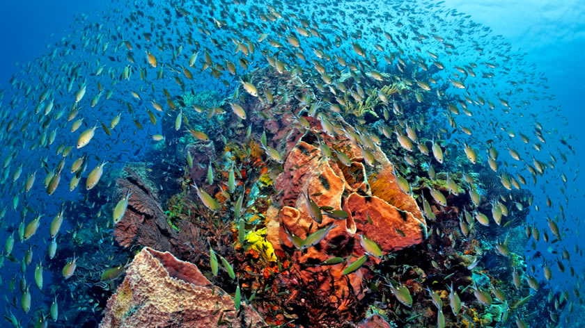 Schools of Fish 