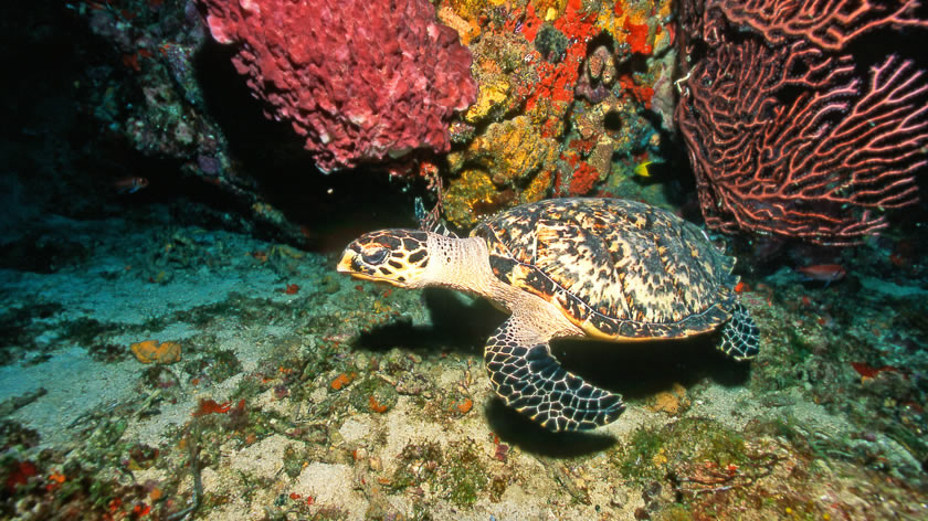 Turtle