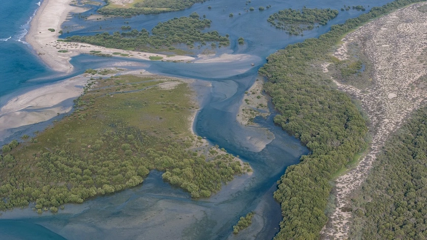 Mangroves