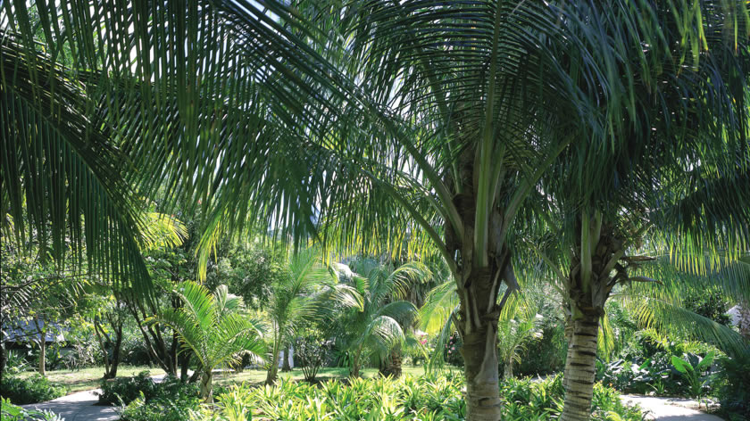 Tropical Gardens