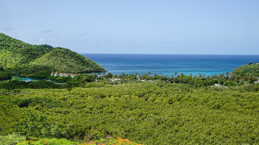 Rainforest View