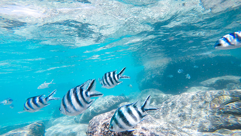 Snorkeling