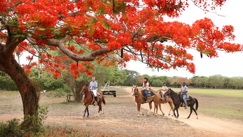 Horseback Riding