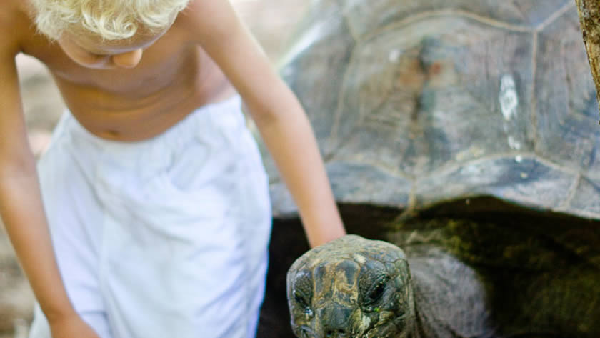 Tortoise