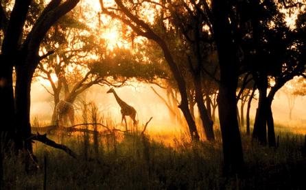 Savanna