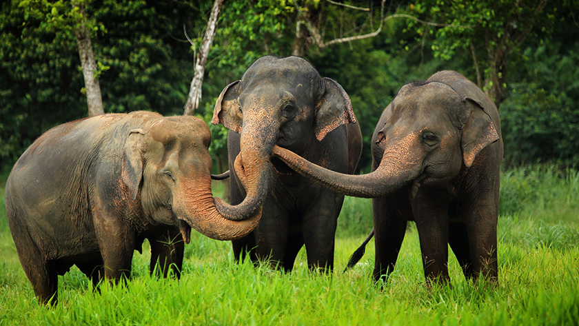 Elephants at Elephant Hills