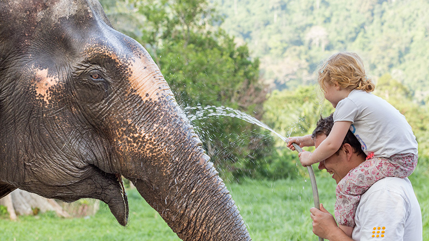 Washing the Elephants