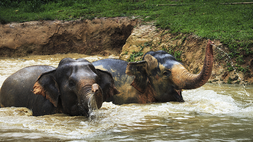 Elephants