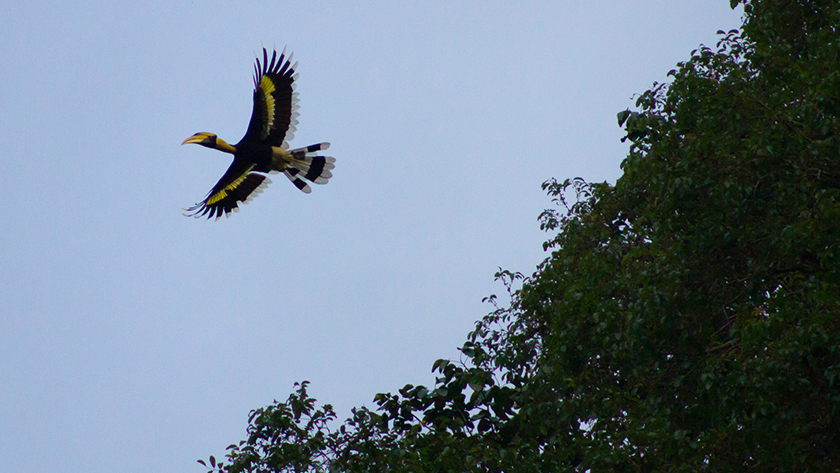 Great Hornbill