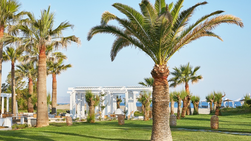 Palm Trees
