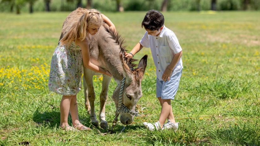 Donkey Farm