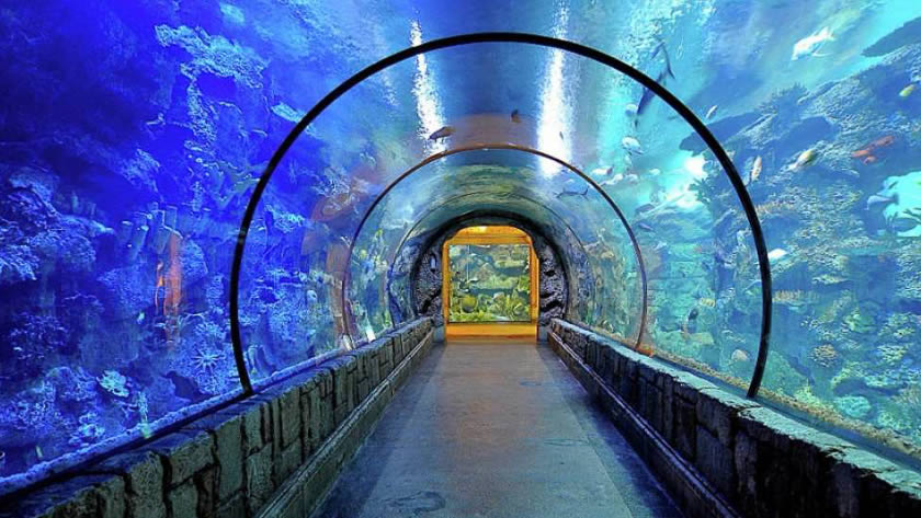 Shark Reef Aquarium