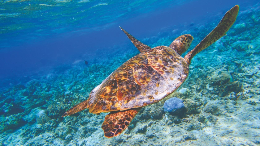 Stunning Underwater Life