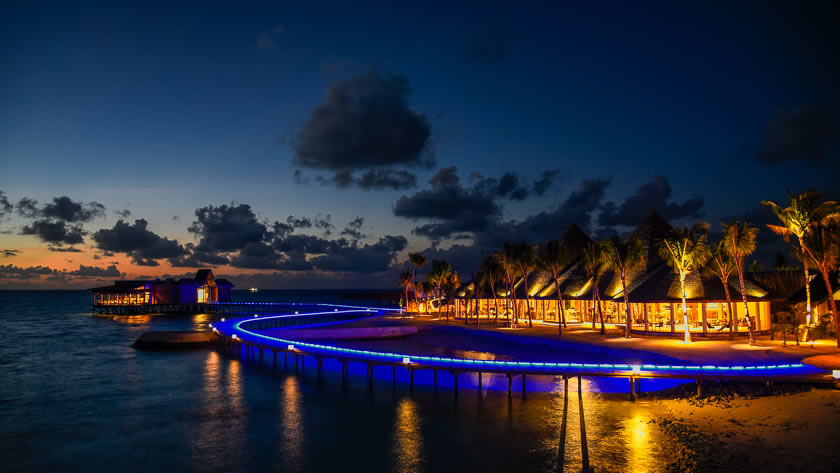 The Palms at Night