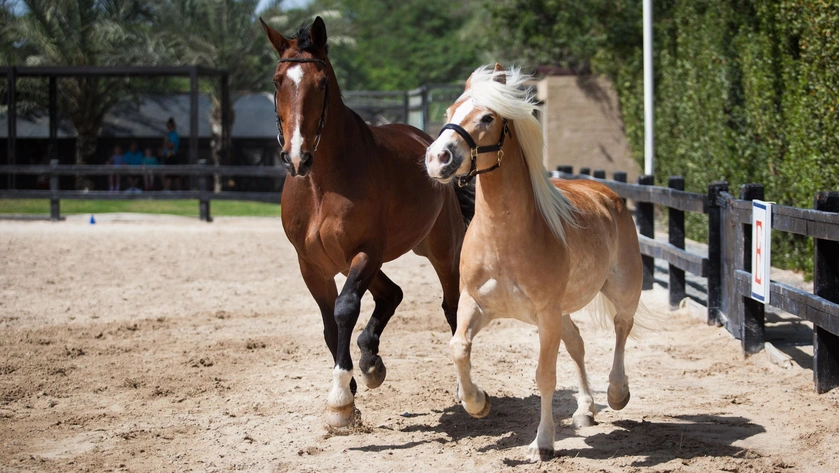 Horse Riding