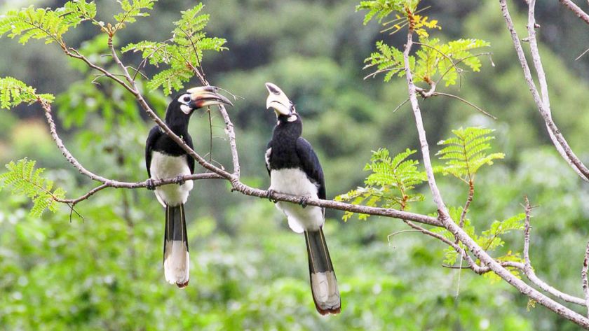 Hornbills