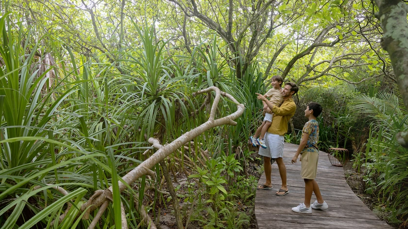 Mangrove Walkway