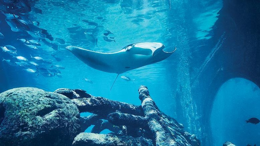 Marine Life