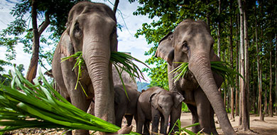 Ethical elephant experiences in Bali